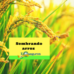 sembrando arroz